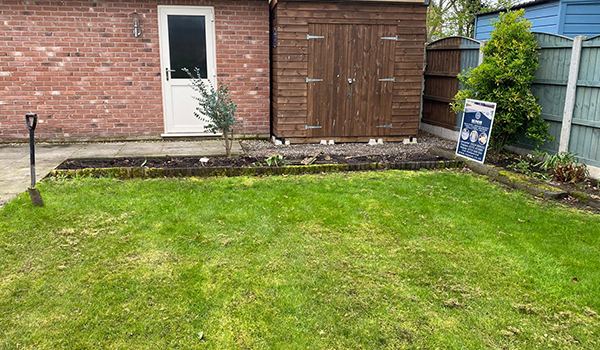 New lawn in front of a shed and fence